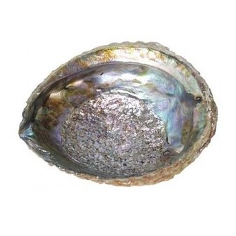 Abalone schelp groot 10-12 cm