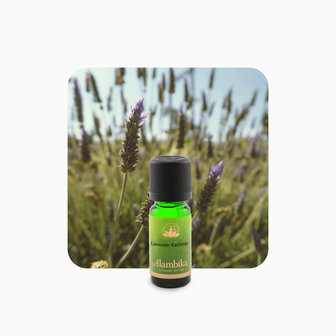 Lavender Kashmir etherische olie | Alambika