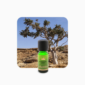 30ml Frankinsence etherische olie | Alambika