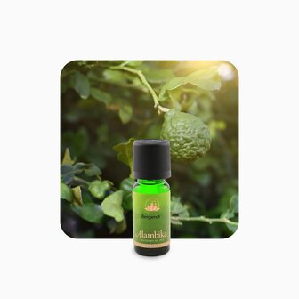 Bergamot etherische olie biologisch | Alambika