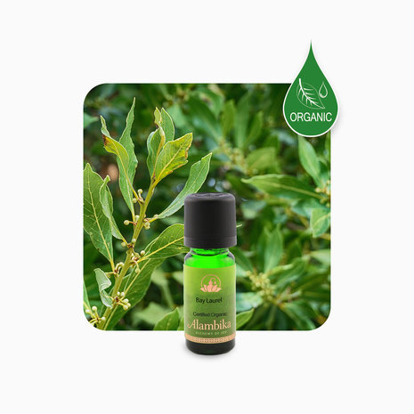 Bay laurel organic | Alambika