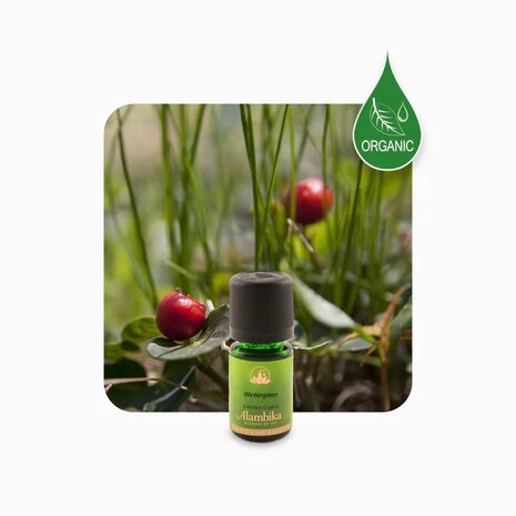 Wintergreen biologisch | Alambika