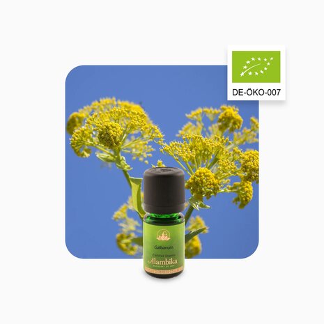 Galbanum olie organic | Alambika