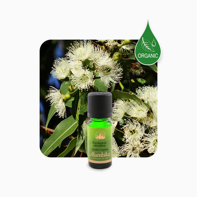 Alambika - Etherische olie: Eucalyptus Citriodora / Eucalyptus Citroen Biologisch Gecertificeerd 10 ml