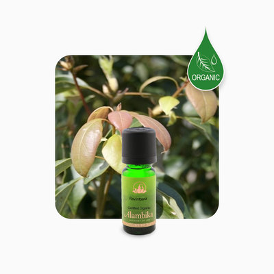 Alambika - Etherische olie: Ravintsara / Ravensara Biologisch Gecertificeerd 10 ml